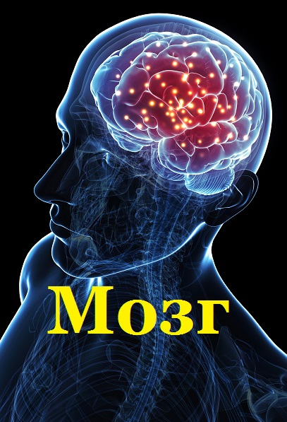 Мозг - Сборник книг